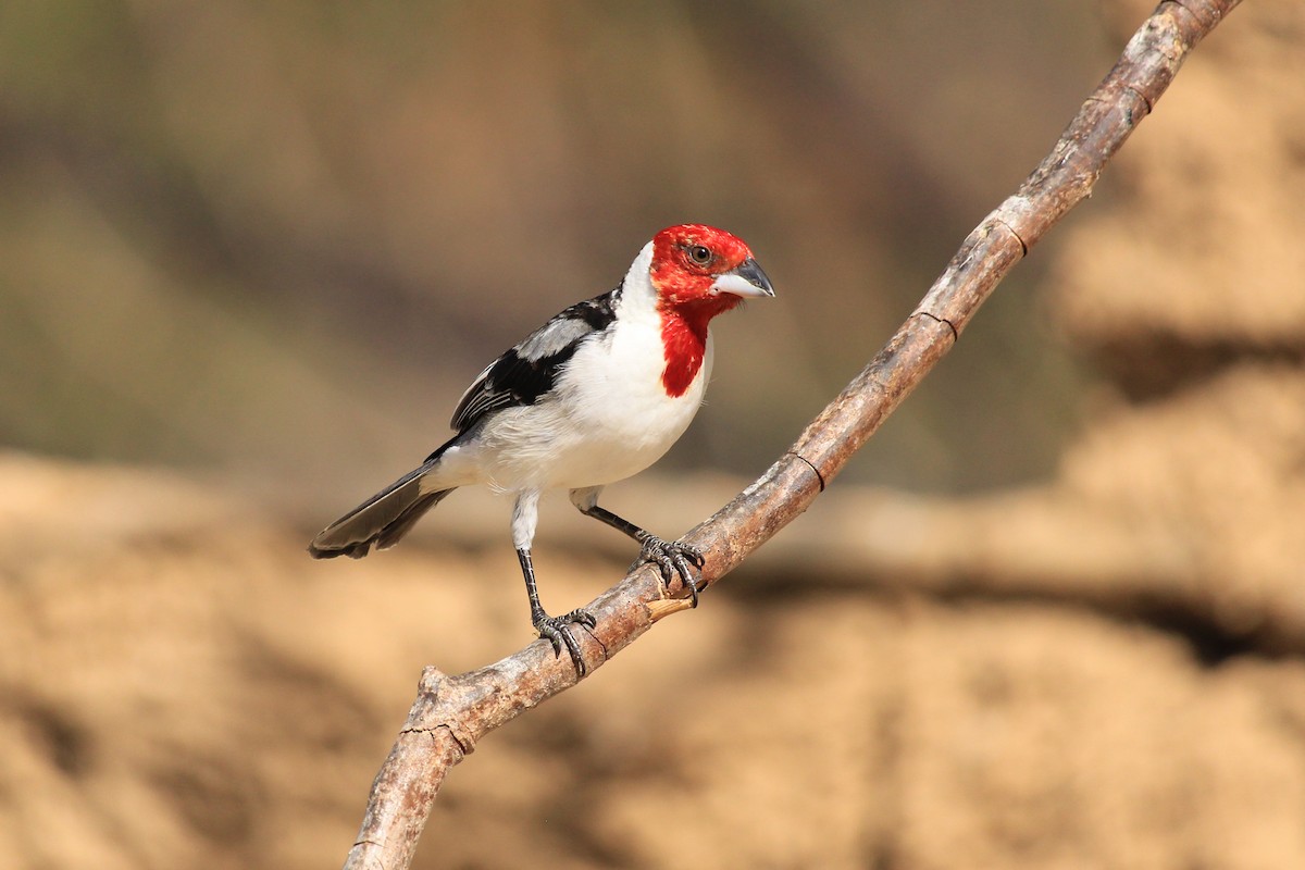 Red-cowled Cardinal - ML643604816