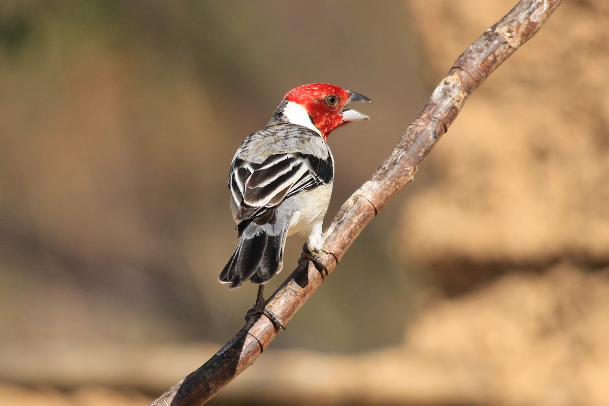Red-cowled Cardinal - ML643604821