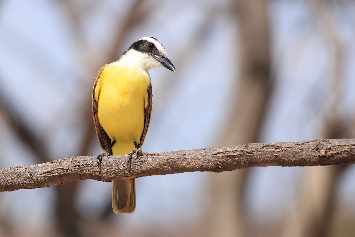 Great Kiskadee - ML643604825