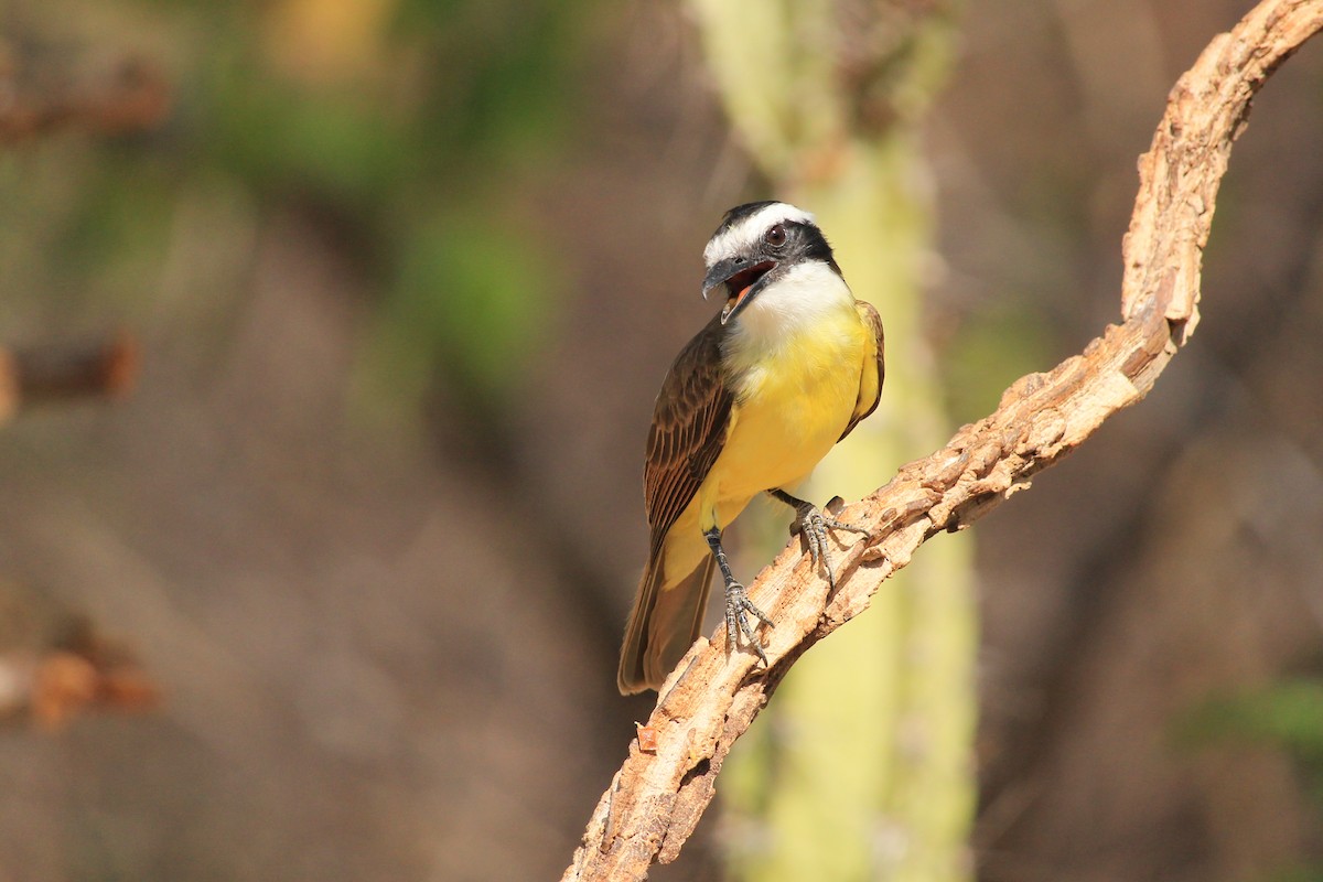 Great Kiskadee - ML643604828
