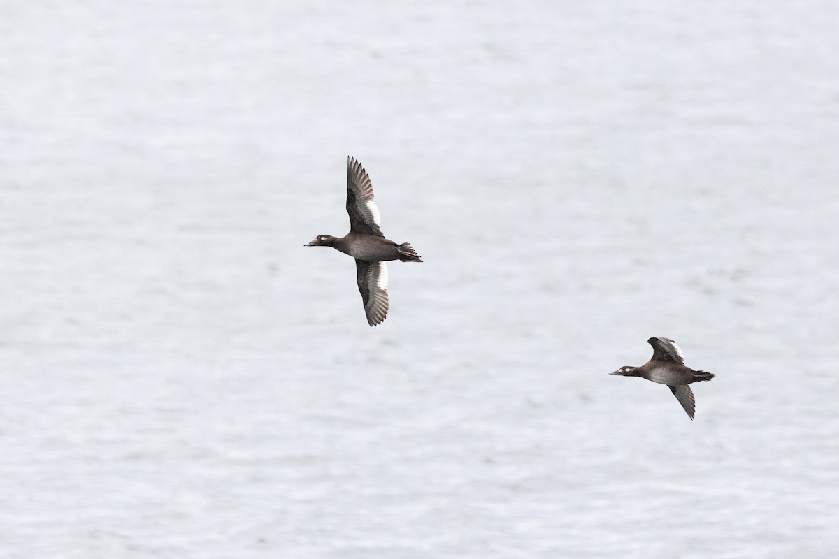 White-winged Scoter - ML643604830