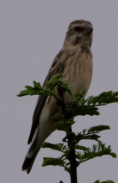 Black-throated Canary - ML643604831