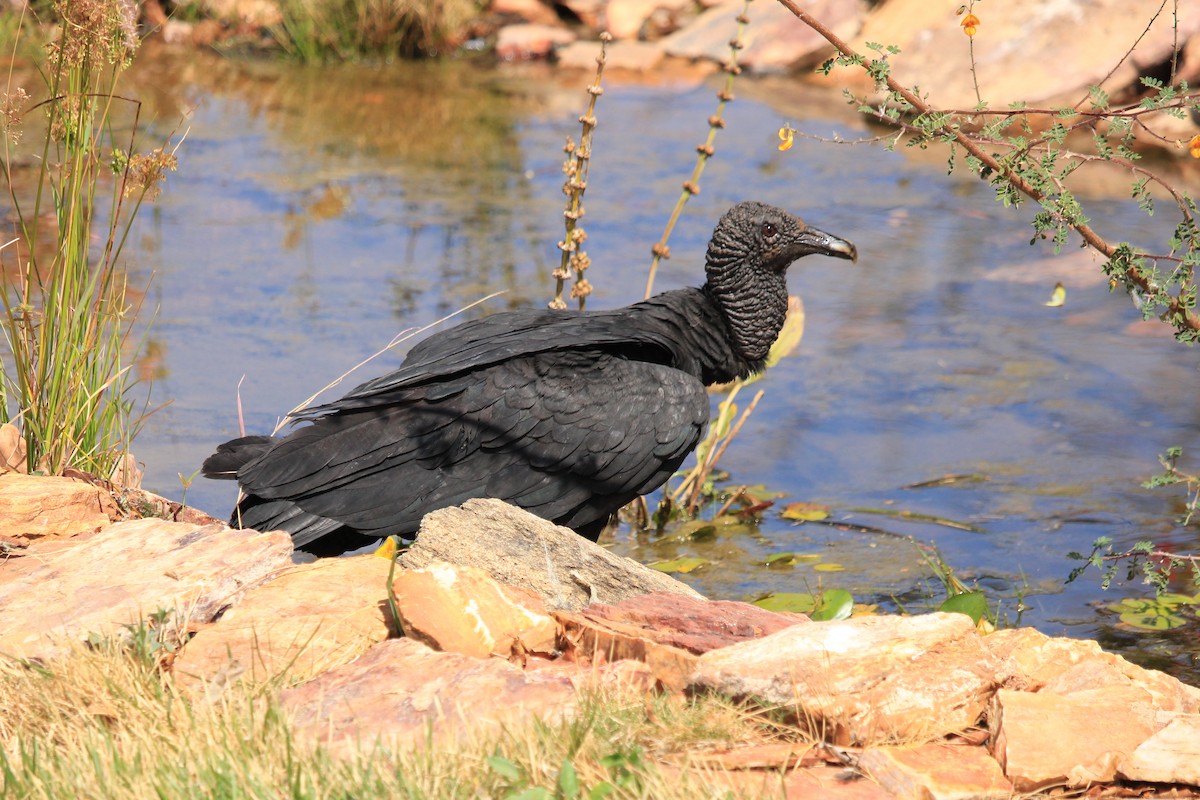 Black Vulture - ML643604833
