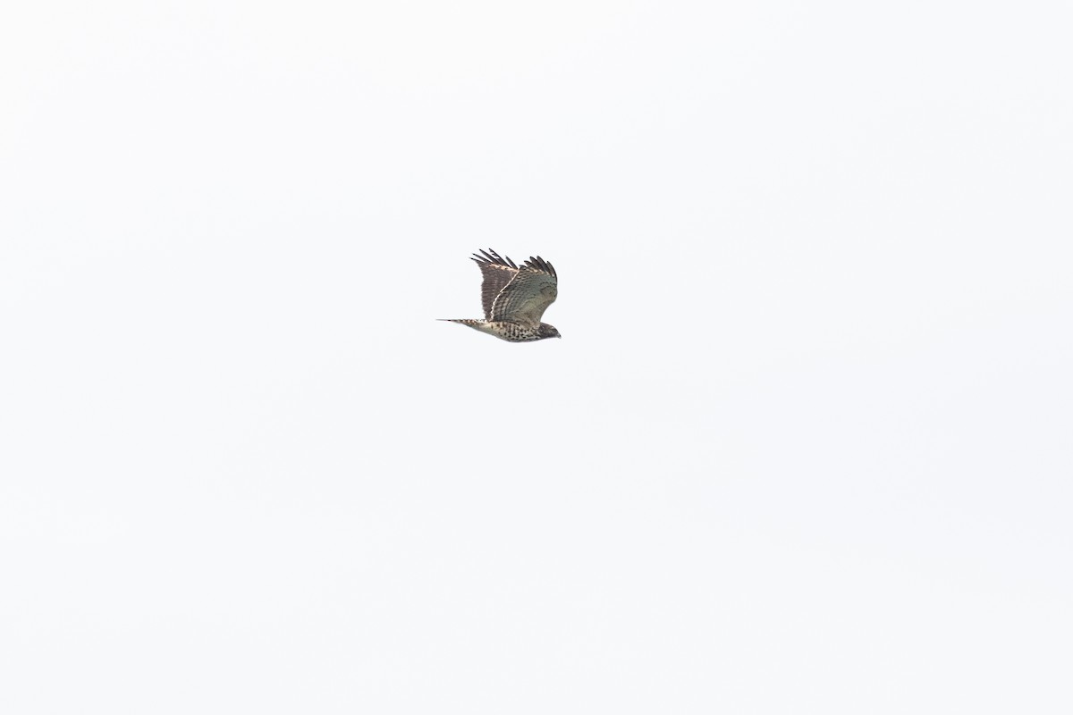 Red-shouldered Hawk - ML643604835