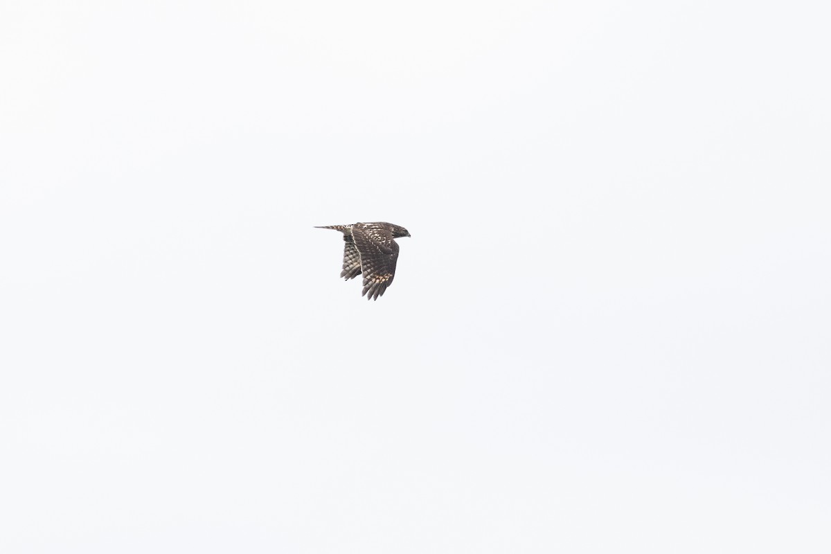 Red-shouldered Hawk - ML643604836