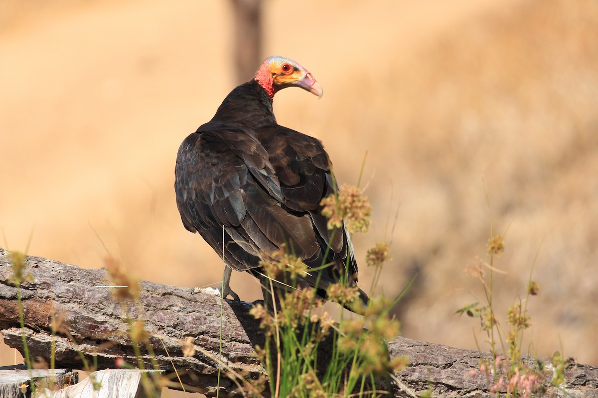 Lesser Yellow-headed Vulture - ML643604846