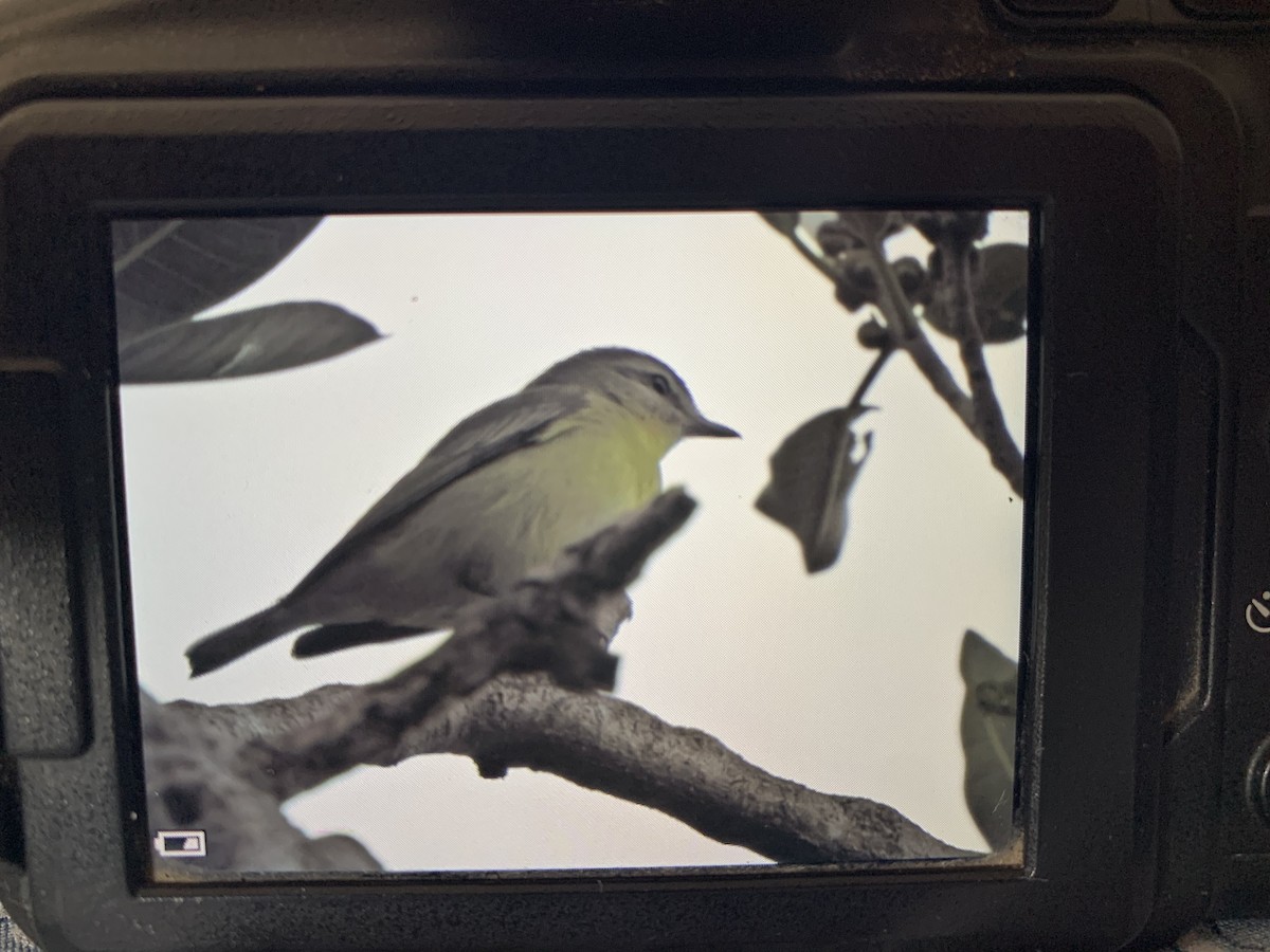 Philadelphia Vireo - ML643604851