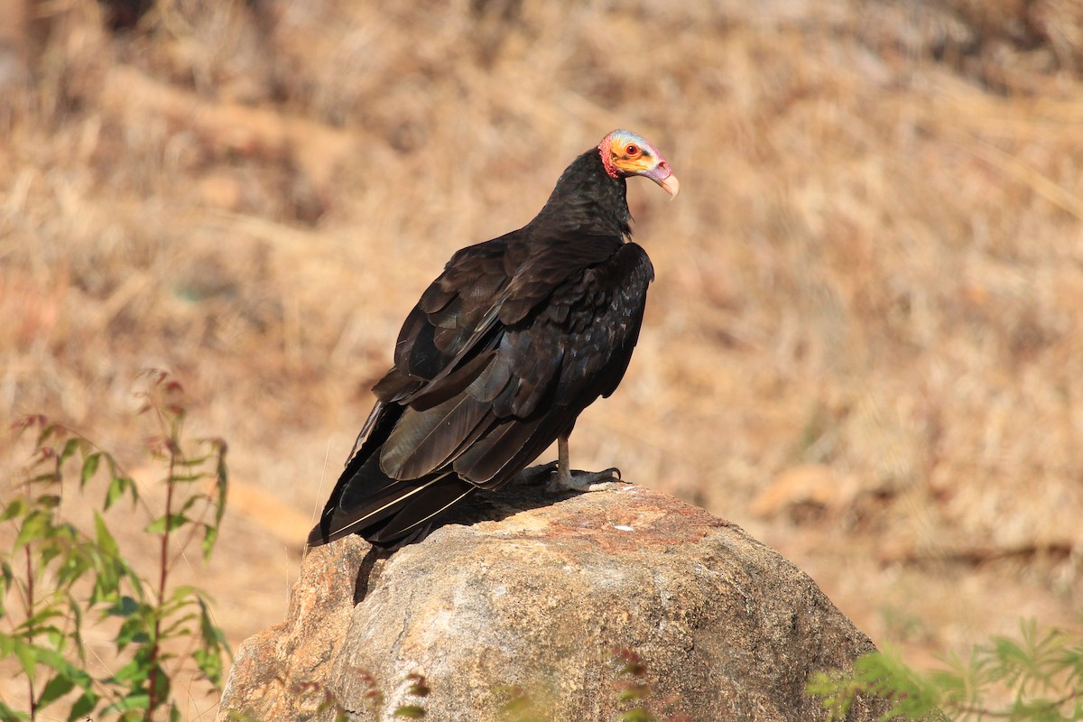 Lesser Yellow-headed Vulture - ML643604852