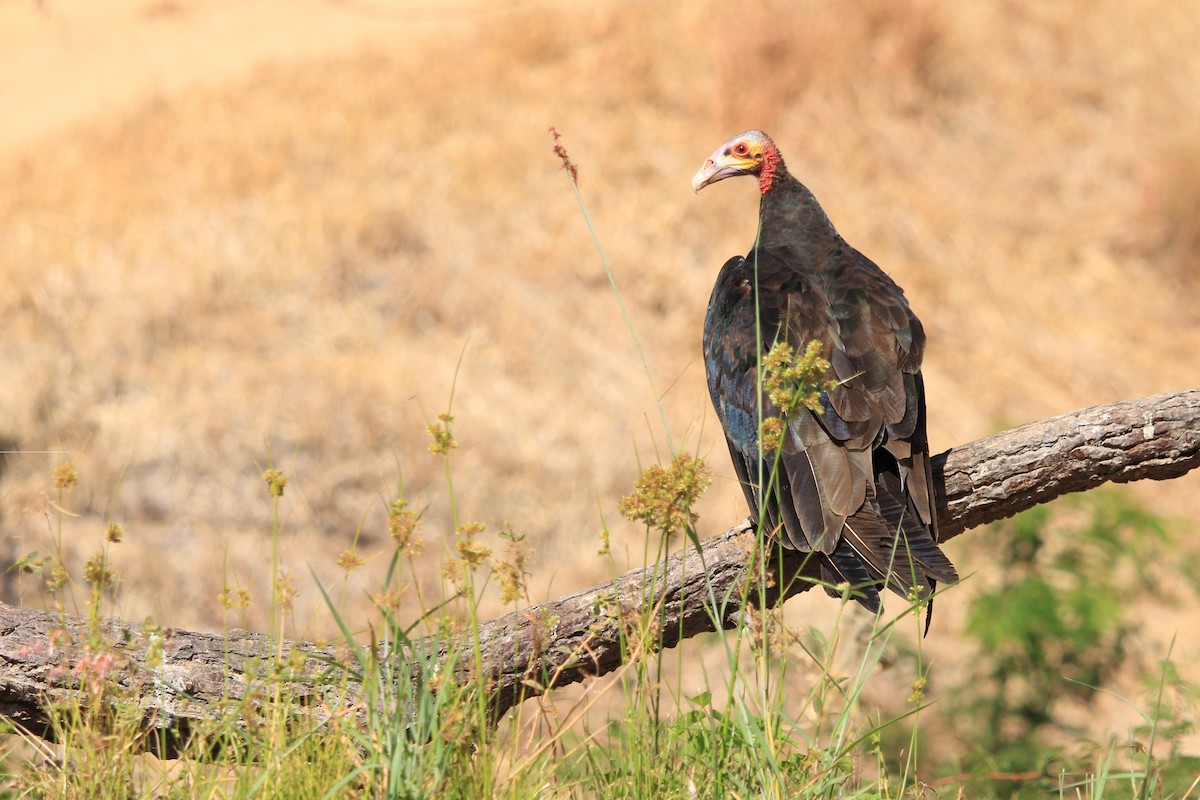 Lesser Yellow-headed Vulture - ML643604858