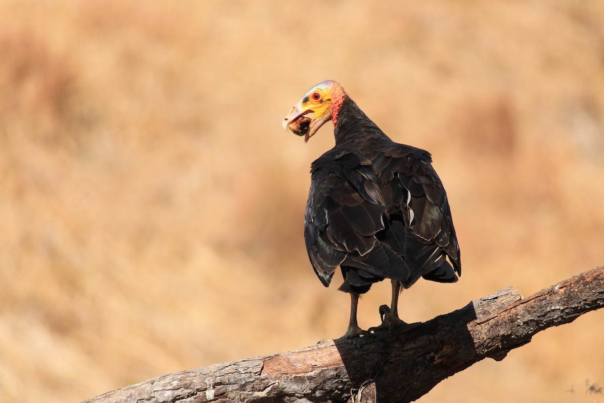 Lesser Yellow-headed Vulture - ML643604861