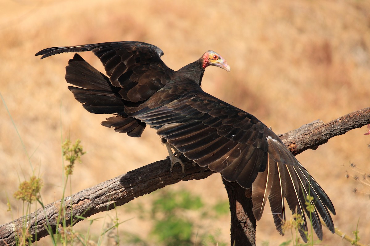 Lesser Yellow-headed Vulture - ML643604863