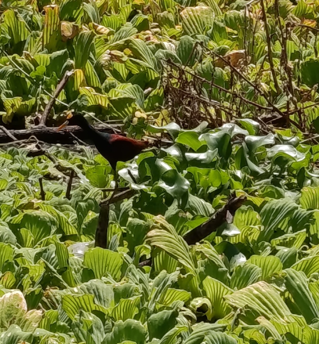 Northern Jacana - ML643604868