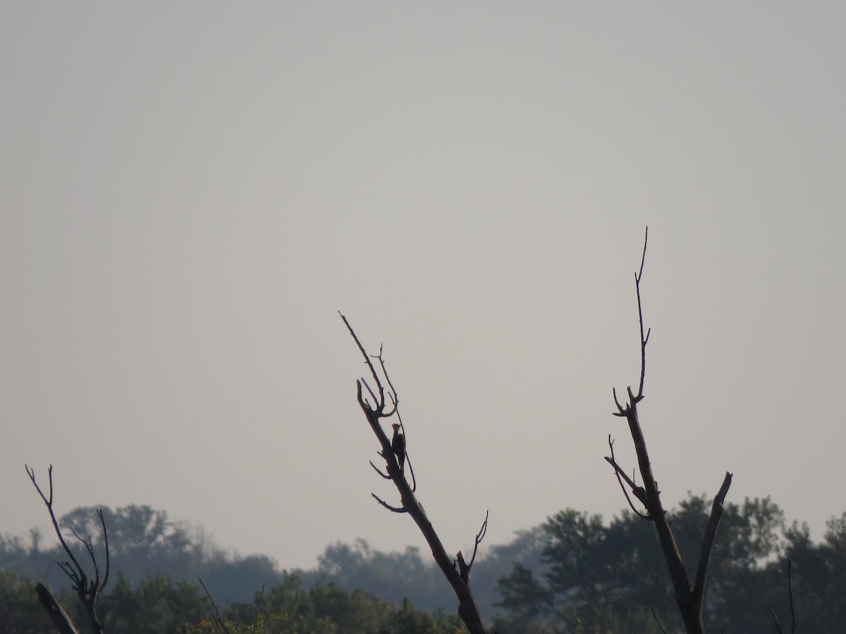 Pileated Woodpecker - ML643604873