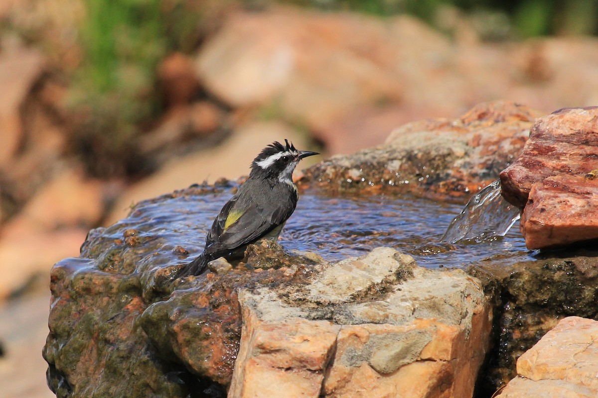 Bananaquit - ML643604877