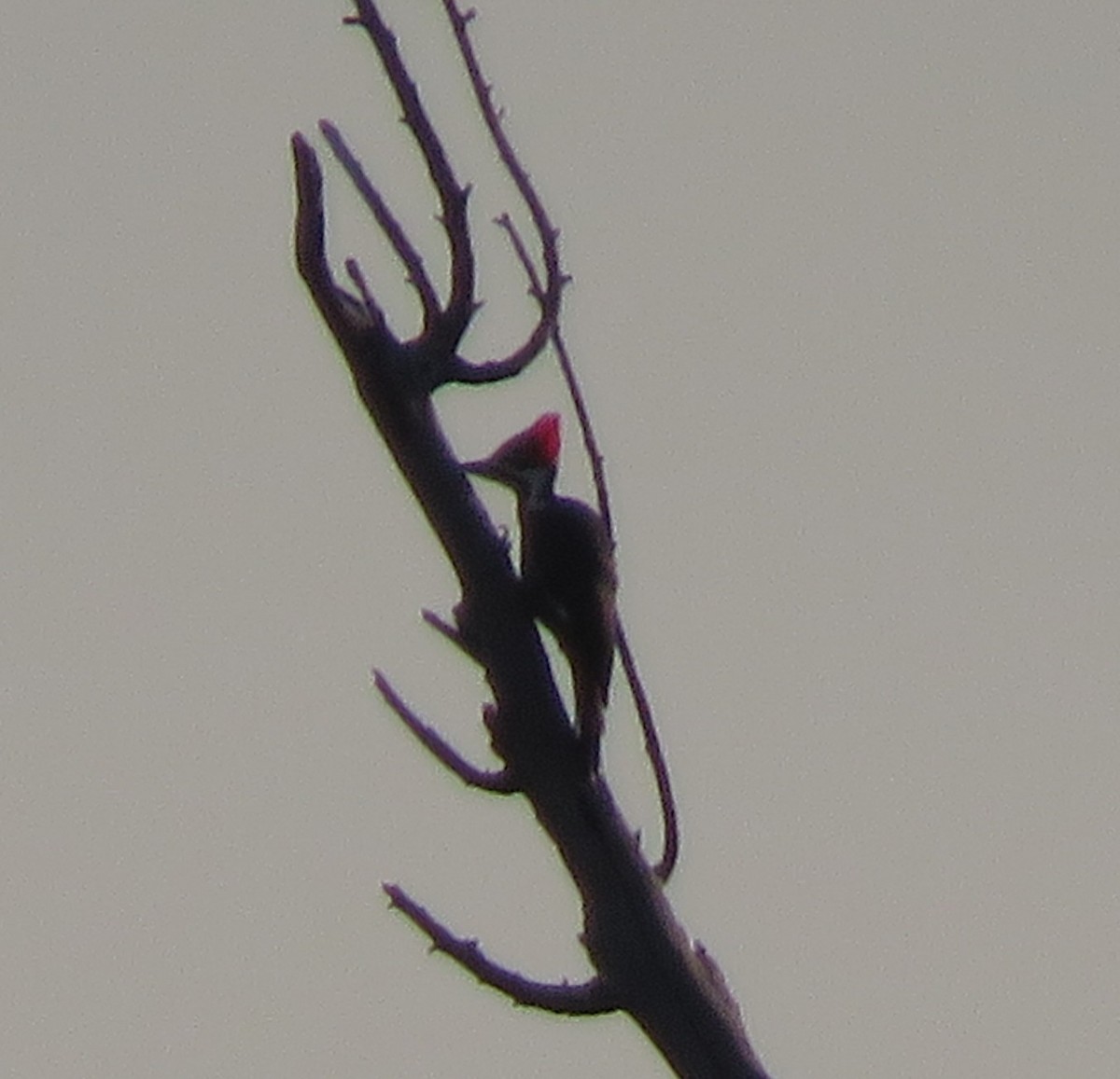Pileated Woodpecker - ML643604881
