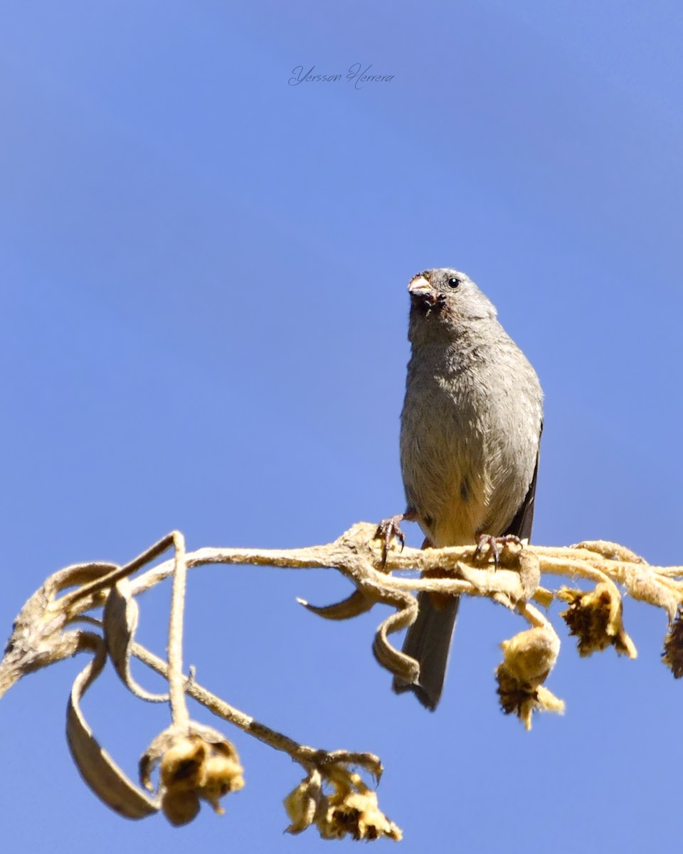 Plain-colored Seedeater - ML643604885