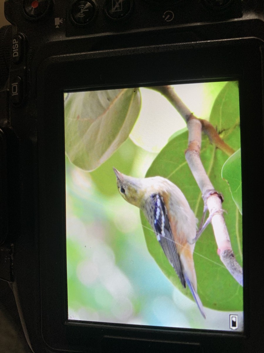 Bay-breasted Warbler - ML643604890