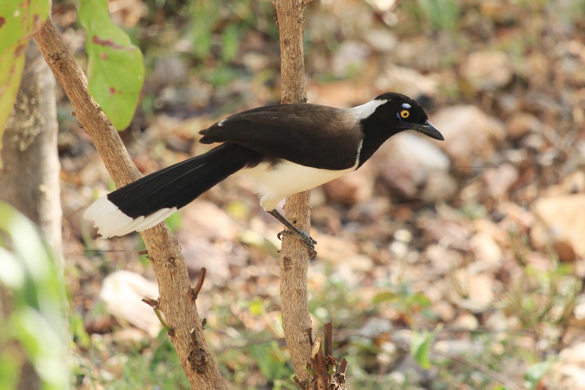 White-naped Jay - ML643604894