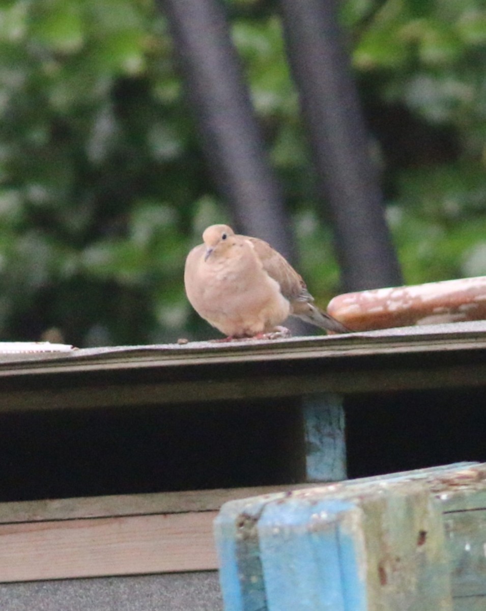 hrdlička karolínská - ML643604896