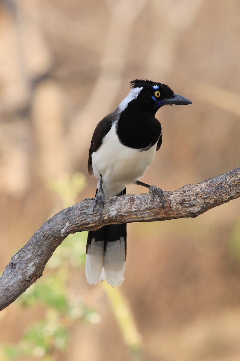 White-naped Jay - ML643604899
