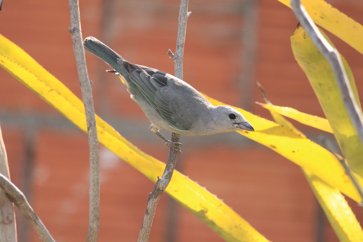 Sayaca Tanager - ML643604902