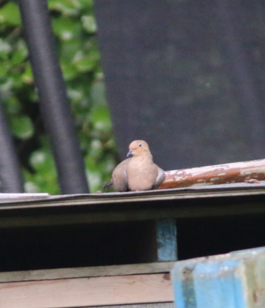 hrdlička karolínská - ML643604910