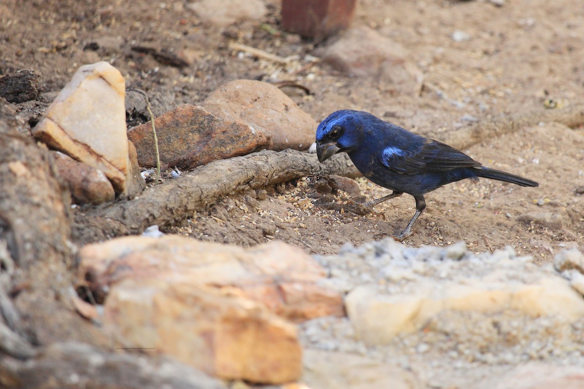 Ultramarine Grosbeak - ML643604911