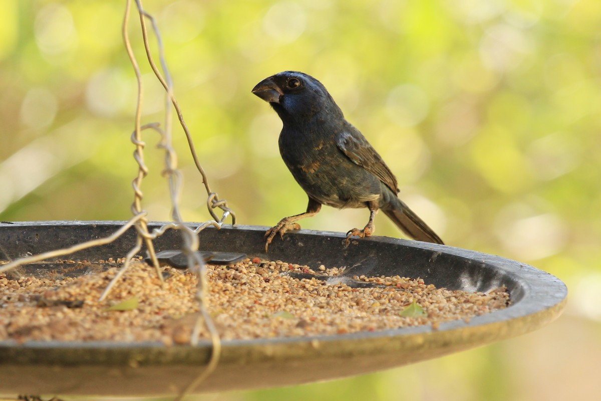 Ultramarine Grosbeak - ML643604918