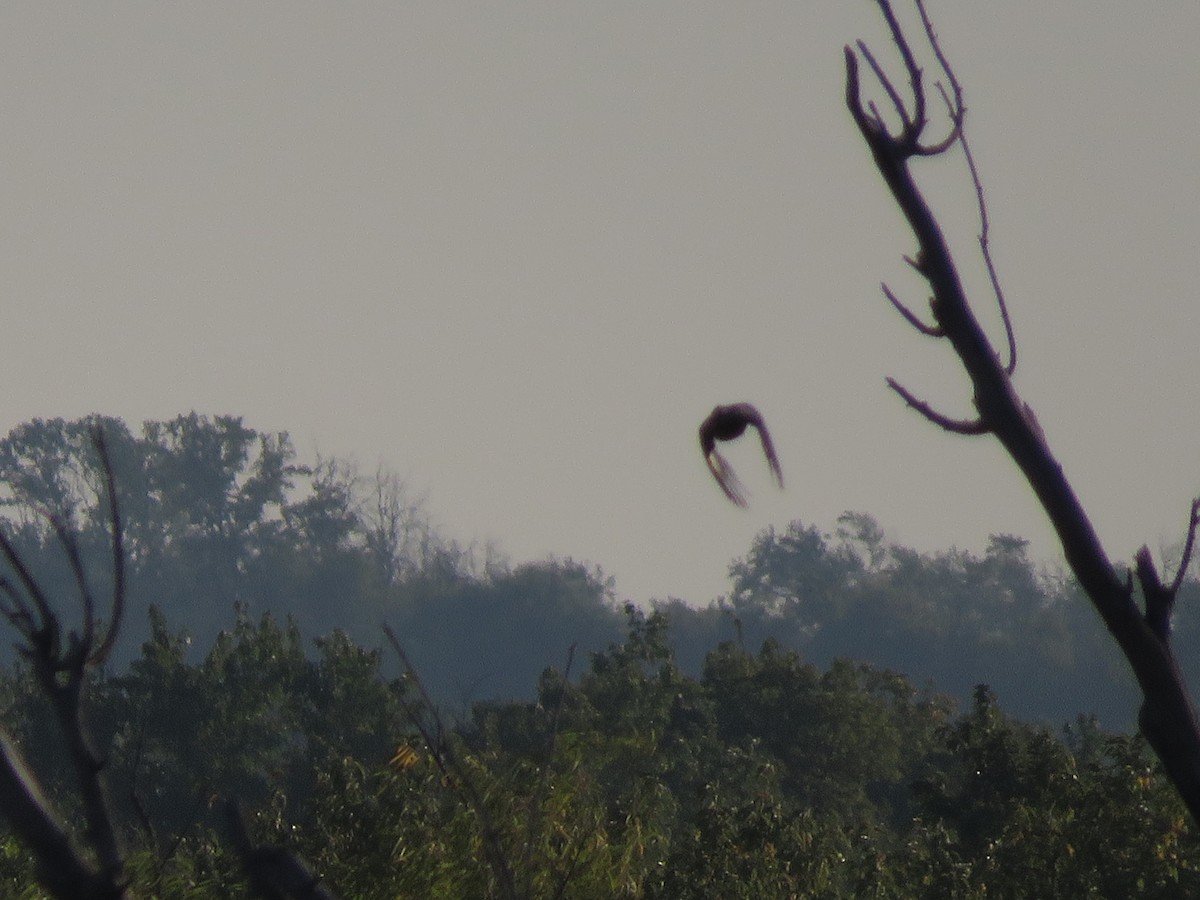 Pileated Woodpecker - ML643604942