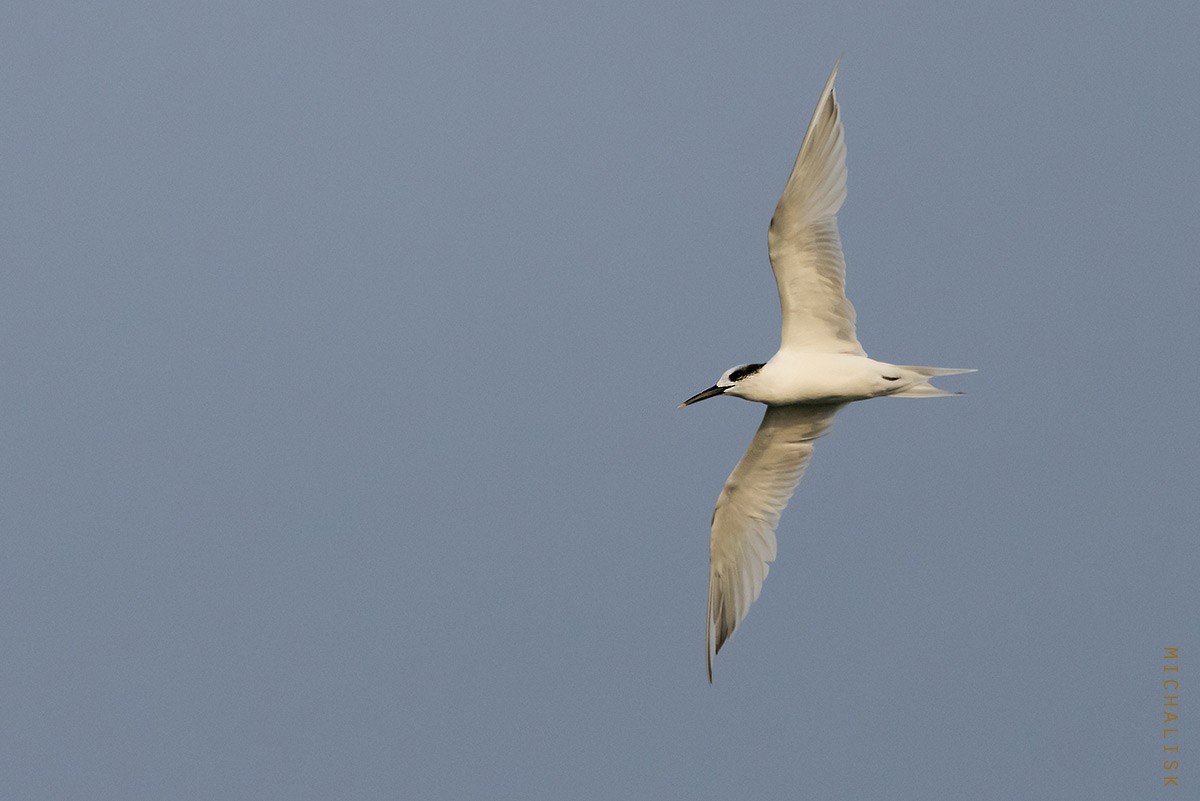 Sandwich Tern - ML643604943