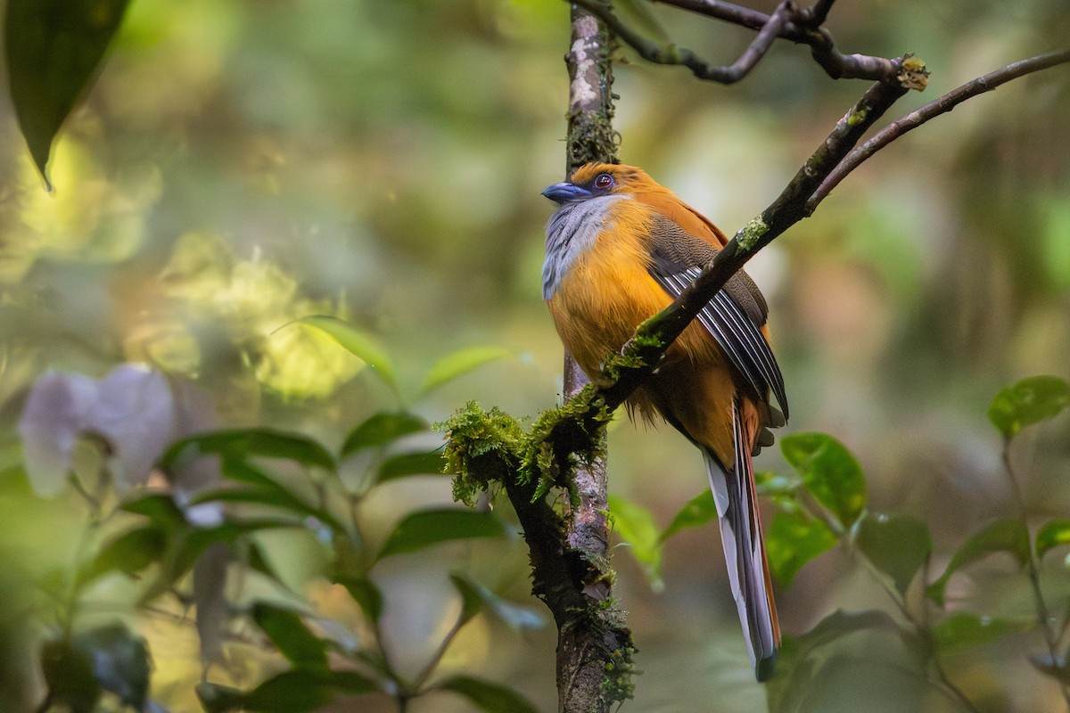Whitehead's Trogon - ML643604944