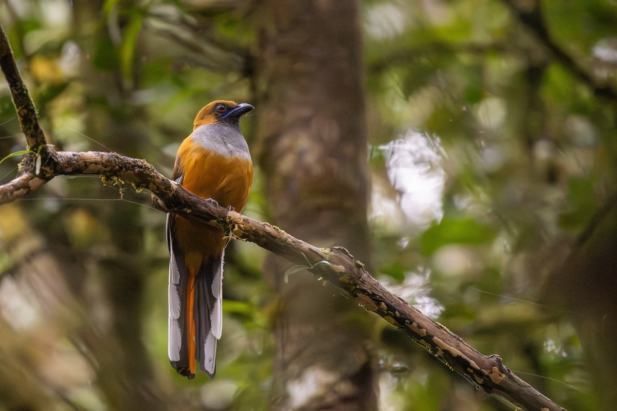 Whitehead's Trogon - ML643604945