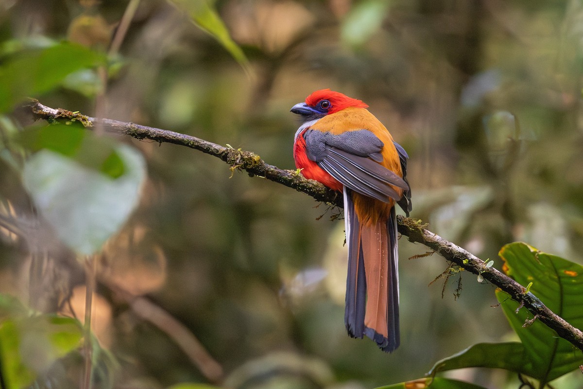 Whitehead's Trogon - ML643604946