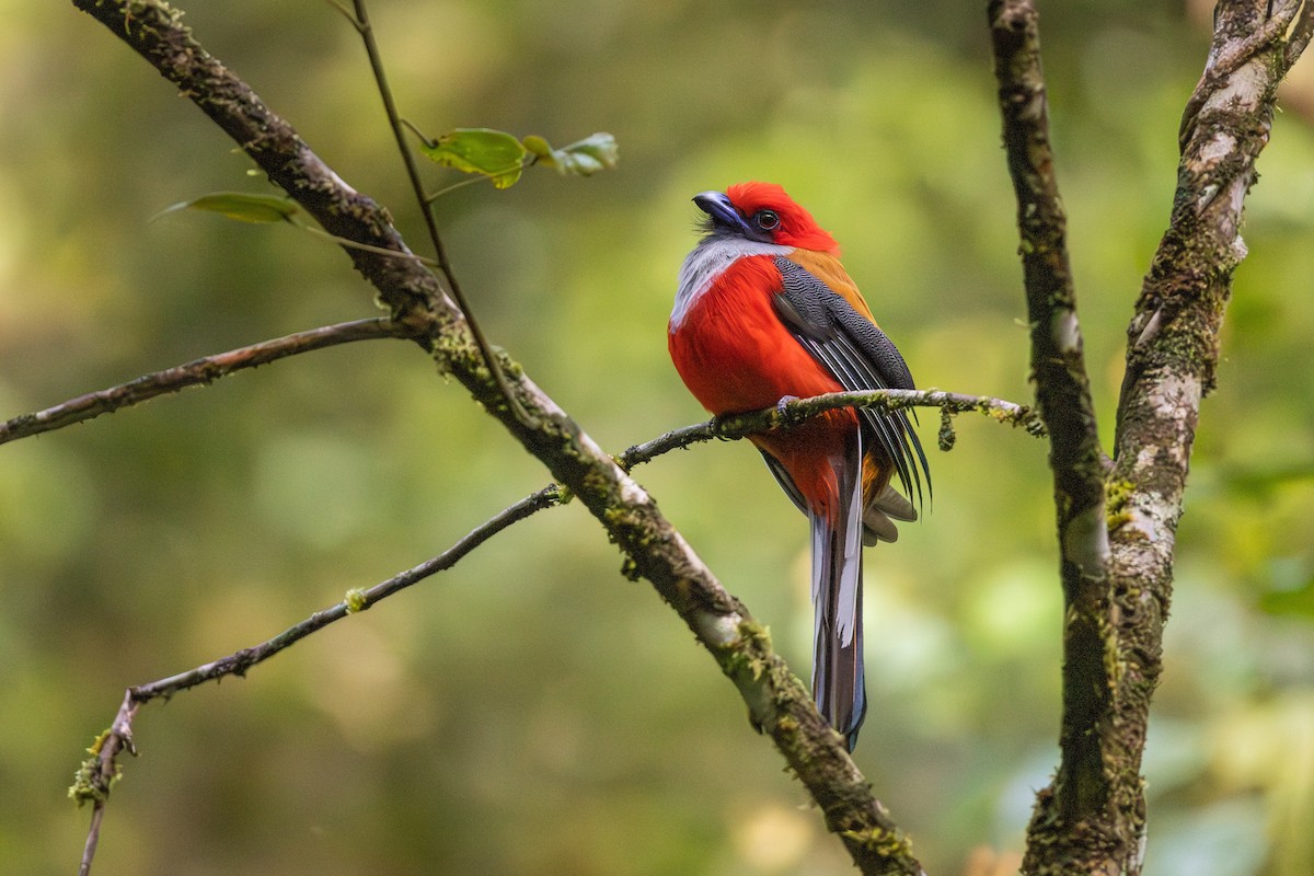 Whitehead's Trogon - ML643604947