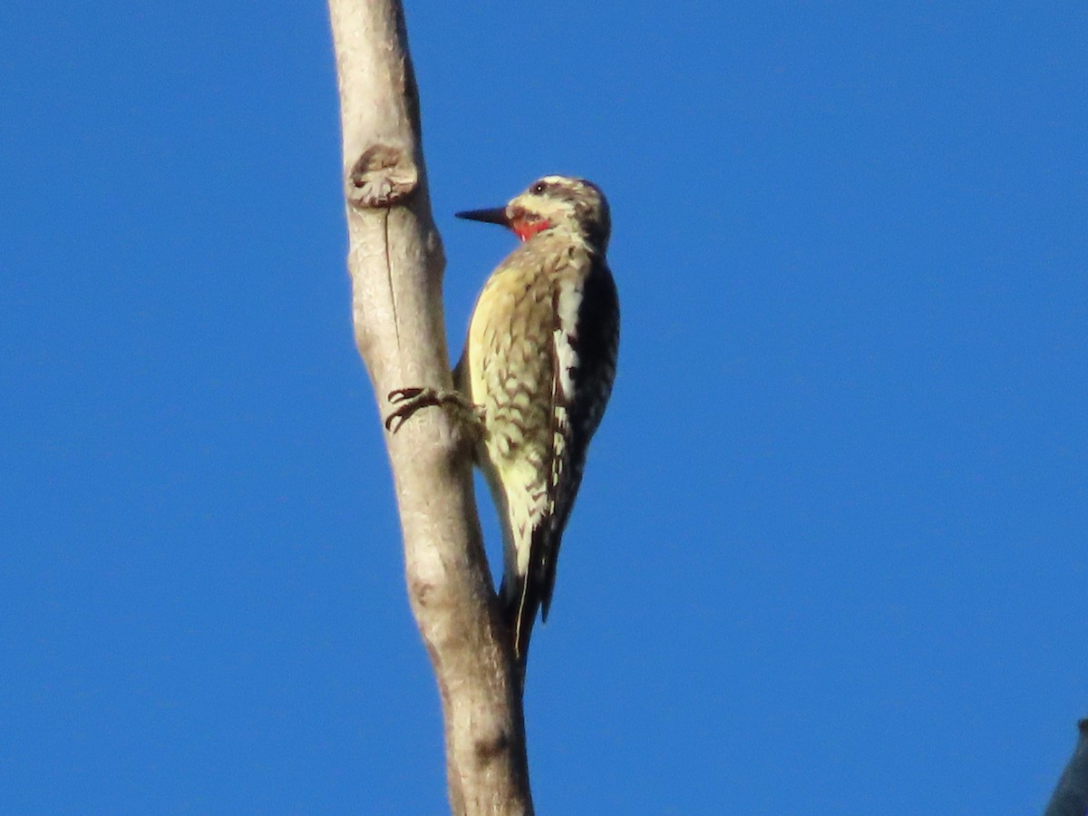 Yellow-bellied Sapsucker - ML643604951