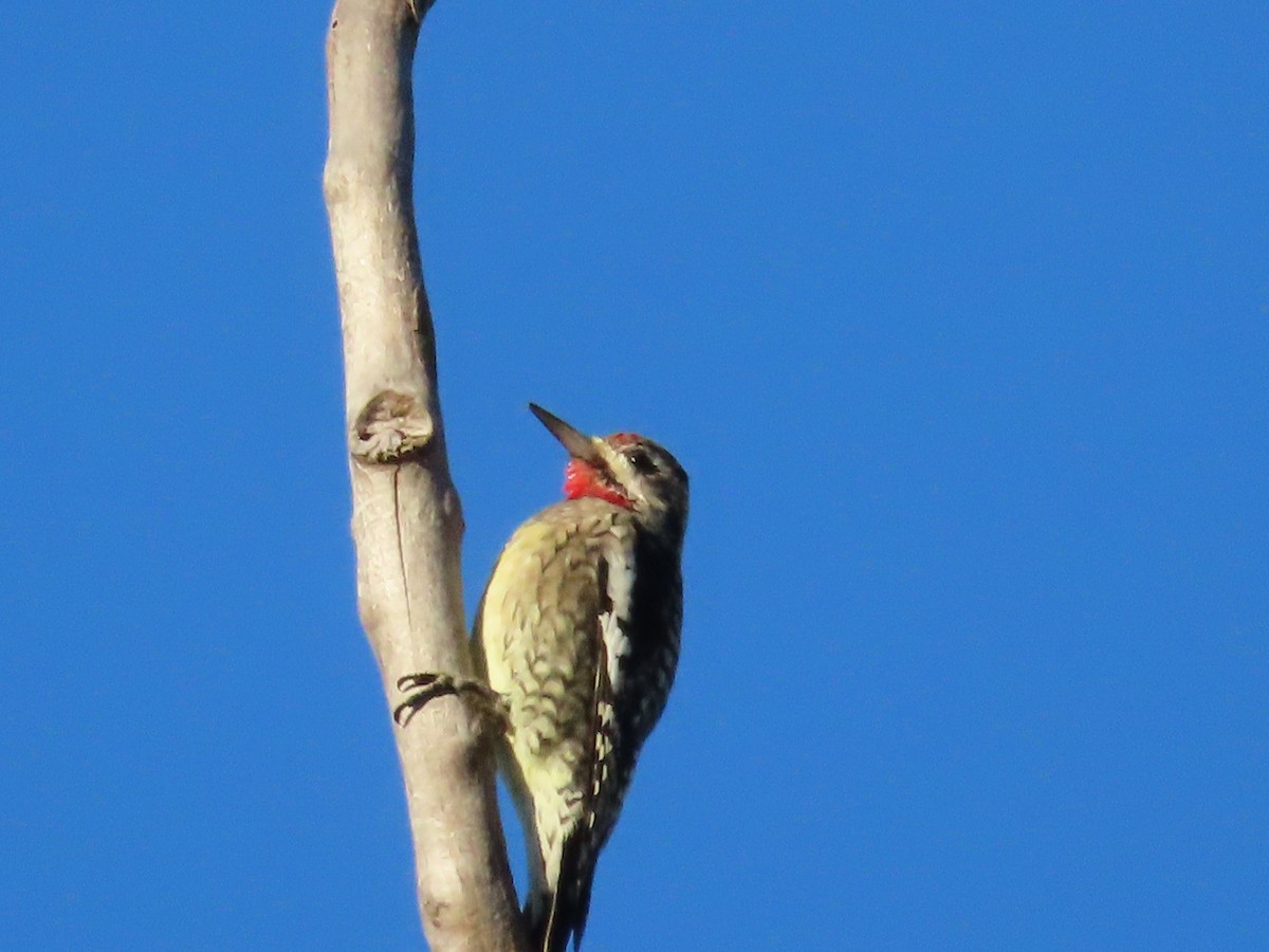 Yellow-bellied Sapsucker - ML643604952