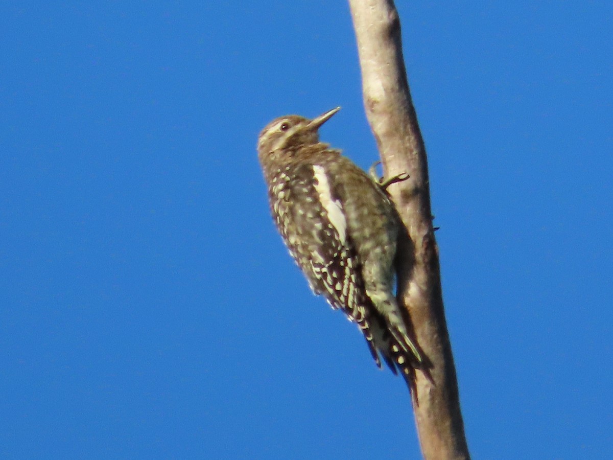 Yellow-bellied Sapsucker - ML643604953