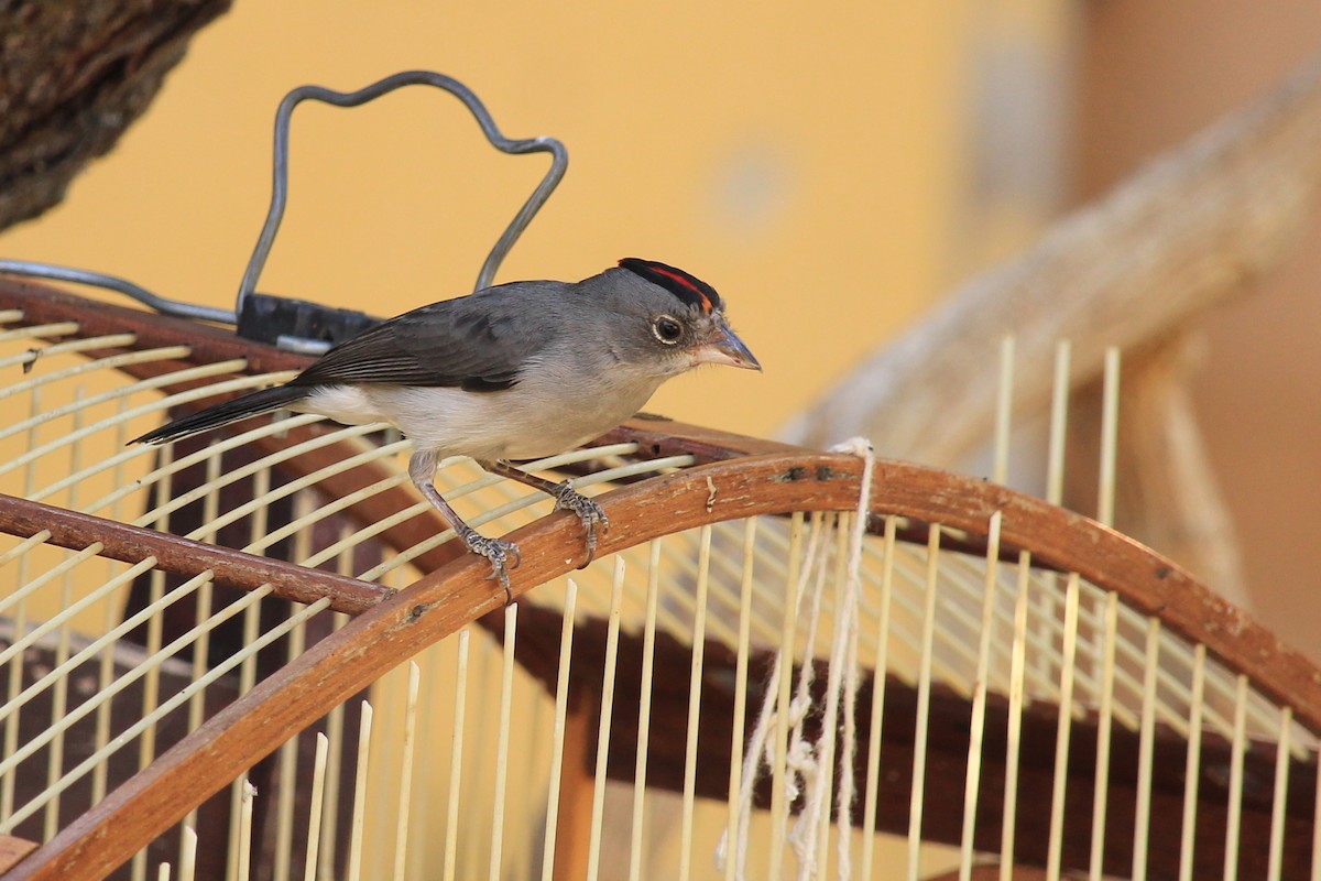 Pileated Finch - ML643604954