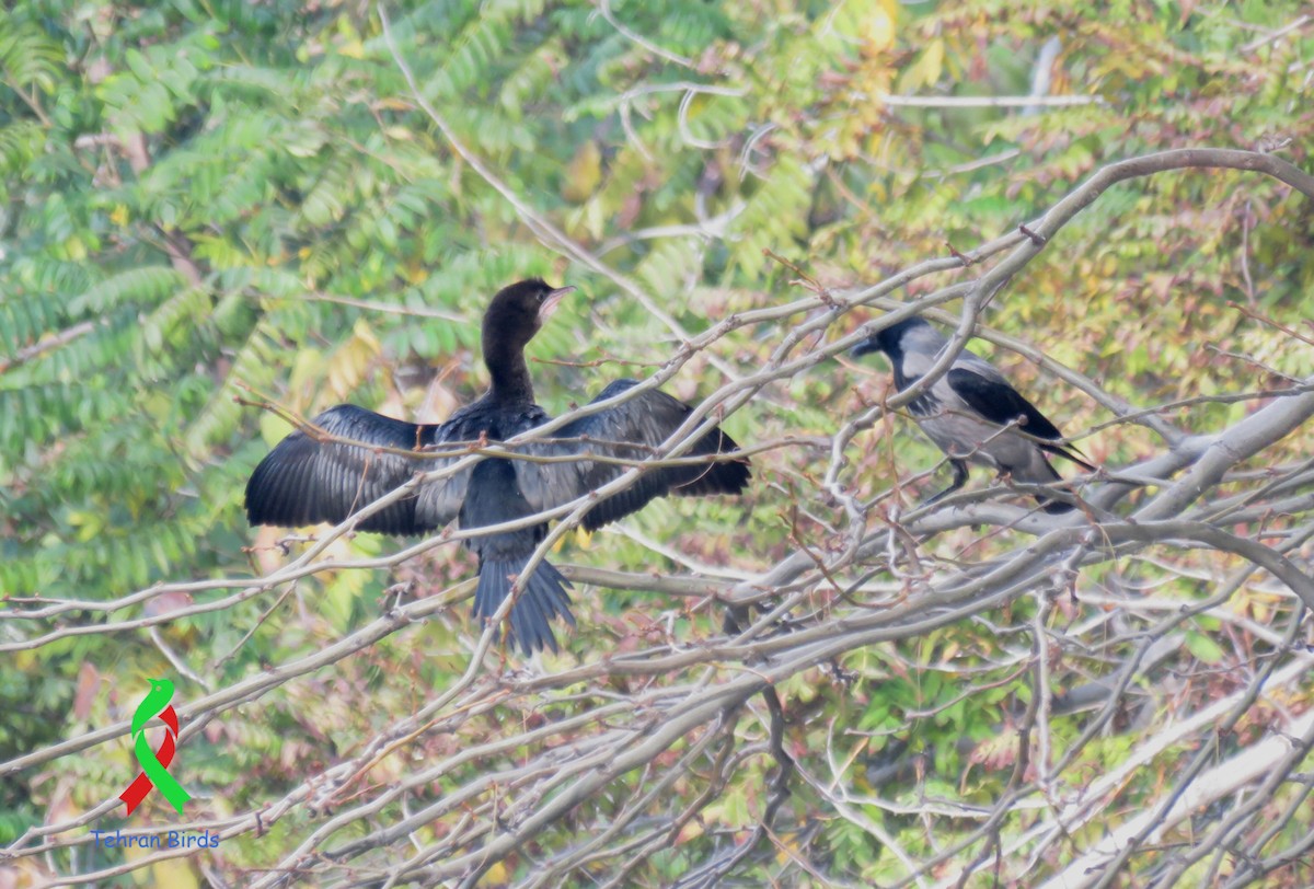 Pygmy Cormorant - ML643604955