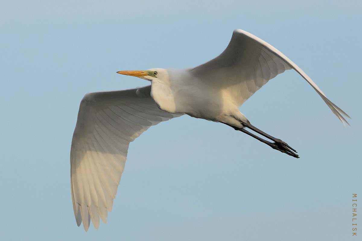 Great Egret - ML643604957