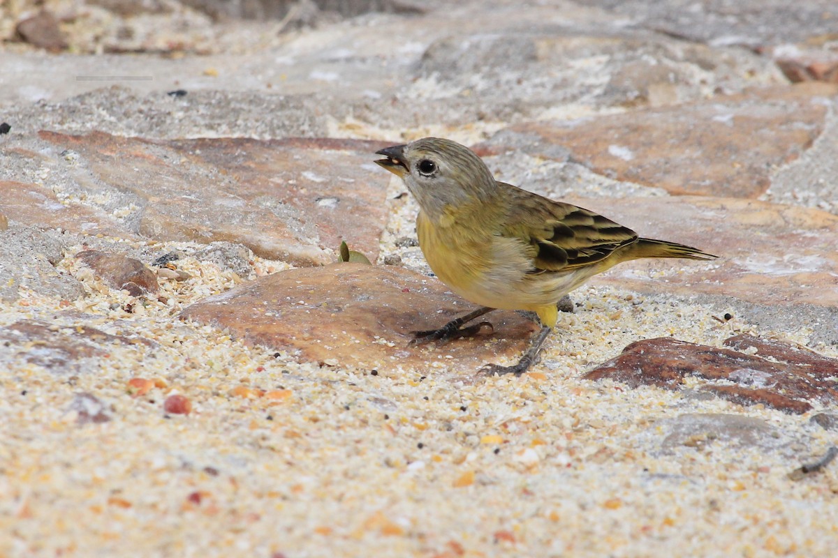 Saffron Finch - ML643604958