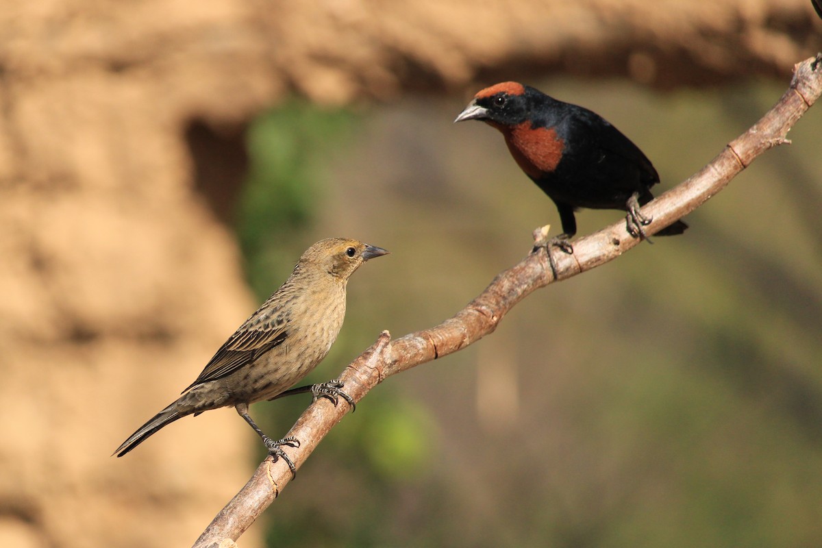 Chestnut-capped Blackbird - ML643604963