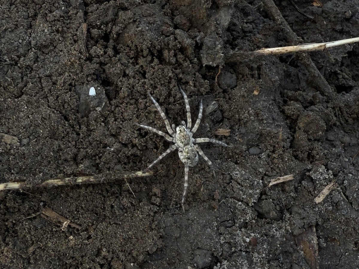 Beach Wolf Spider - ML643604964