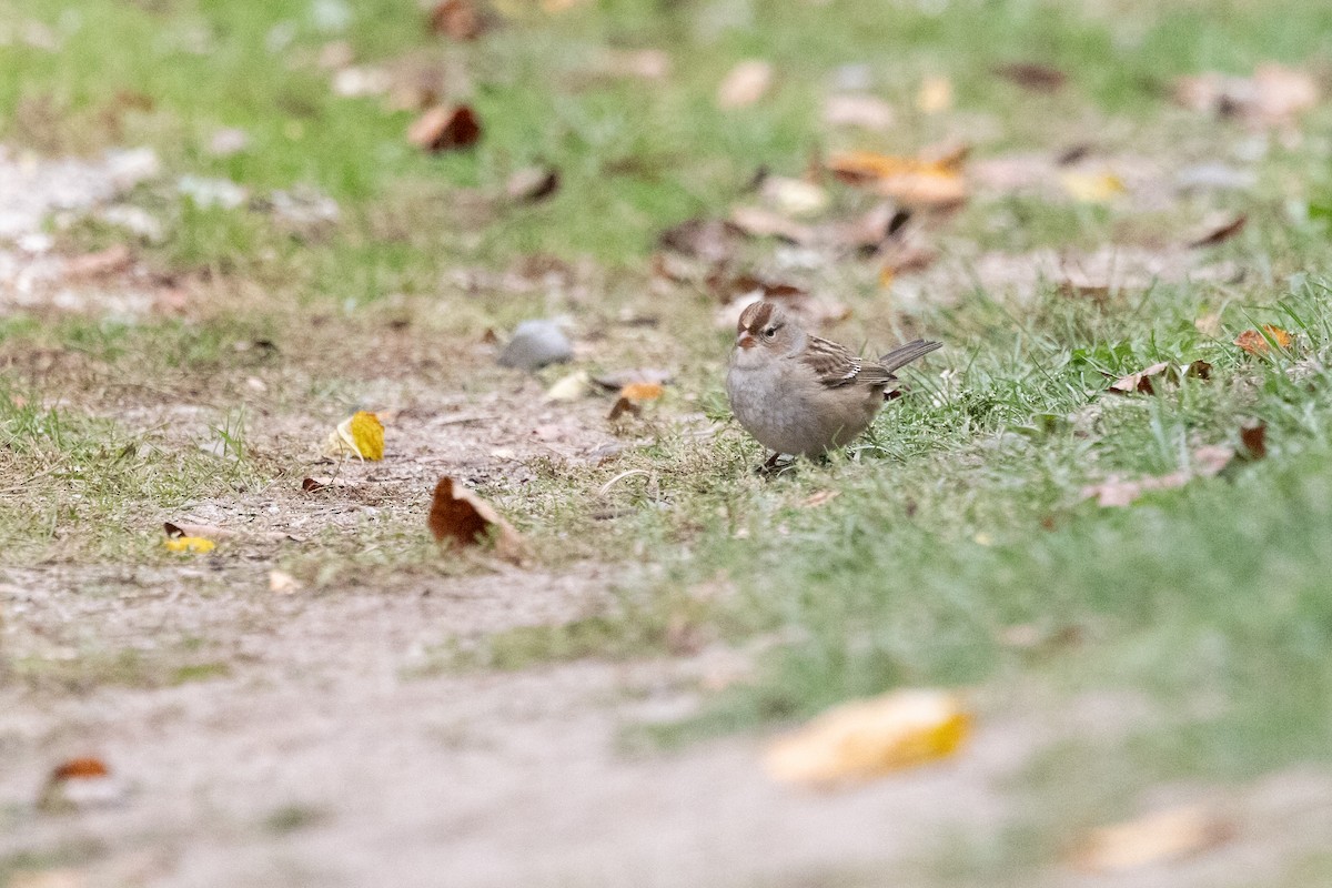 Bruant à couronne blanche - ML643604966