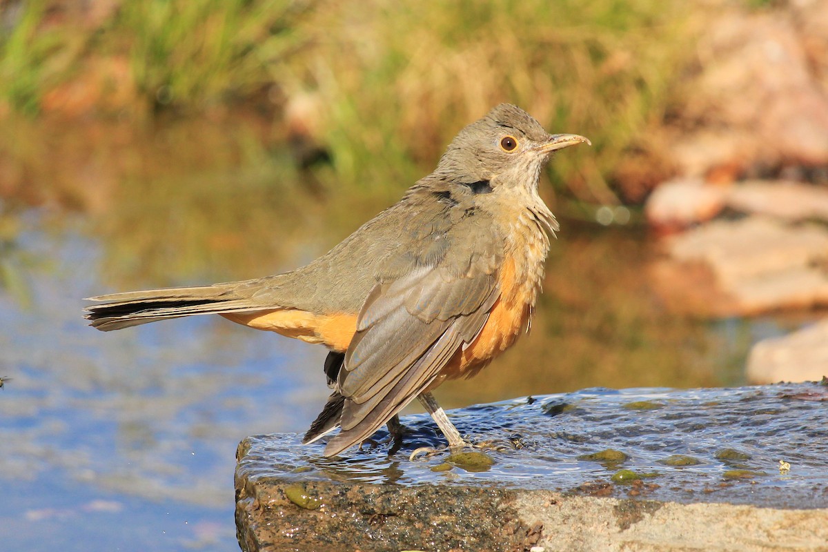 Rufous-bellied Thrush - ML643604968