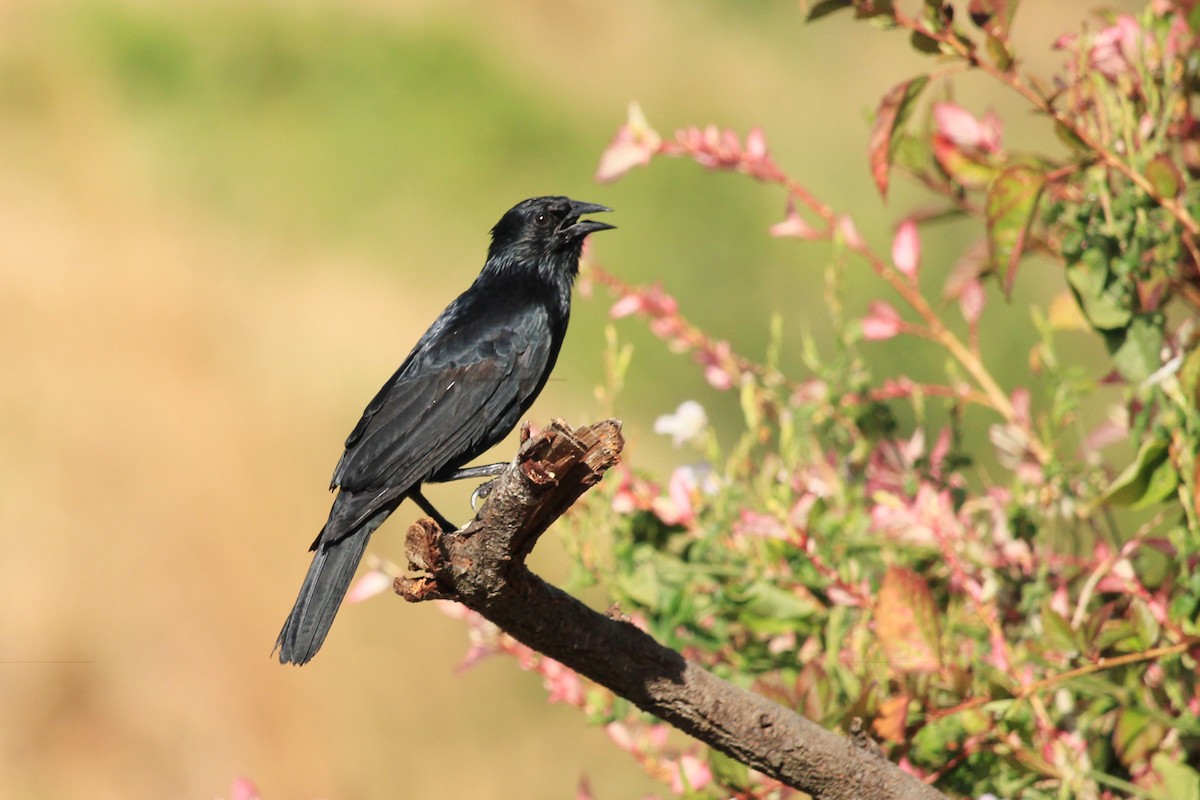 Chopi Blackbird - ML643604976
