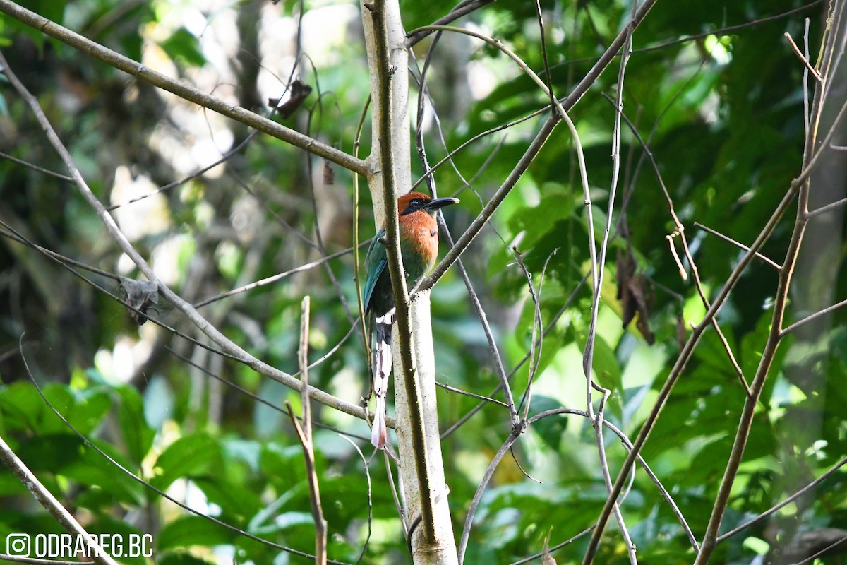 Broad-billed Motmot - ML643604978