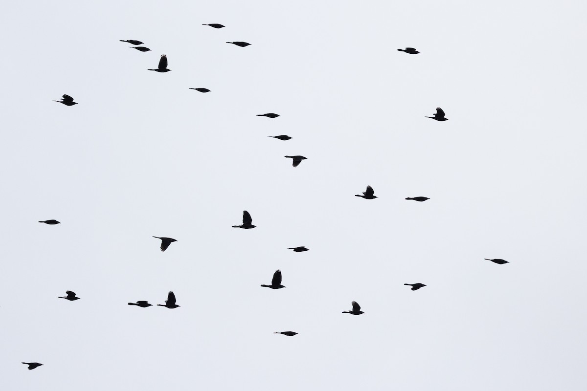 Common Grackle - ML643604979
