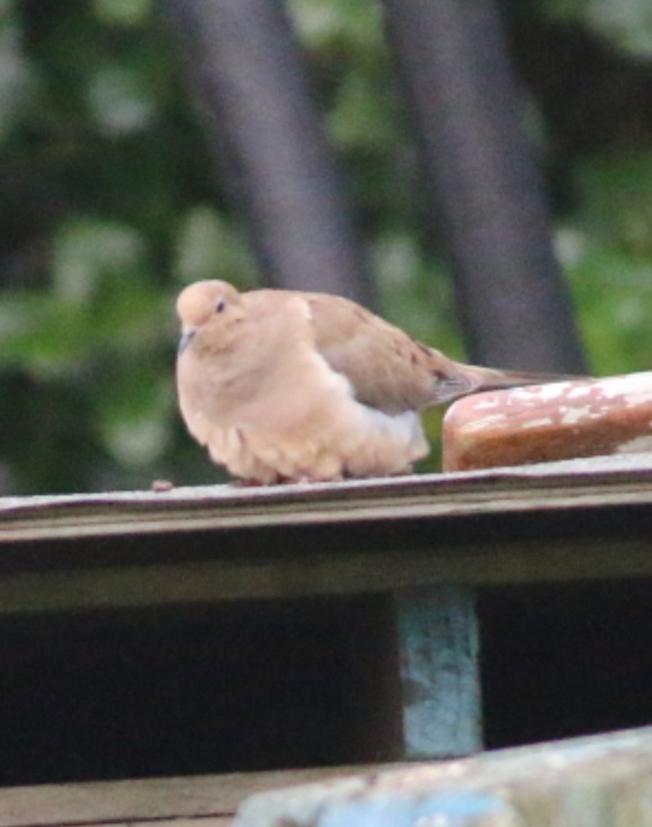 hrdlička karolínská - ML643604986