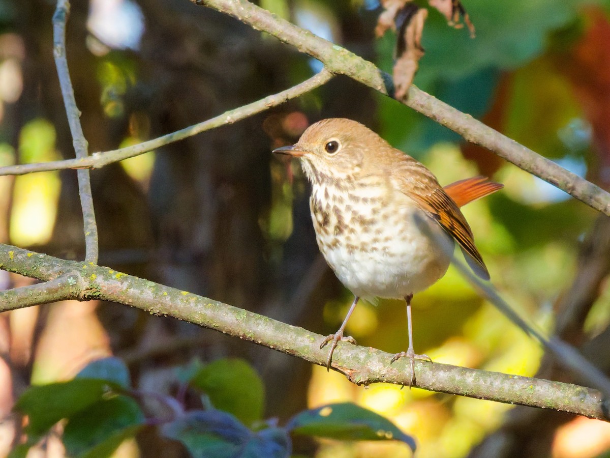 Hermit Thrush - ML643605001